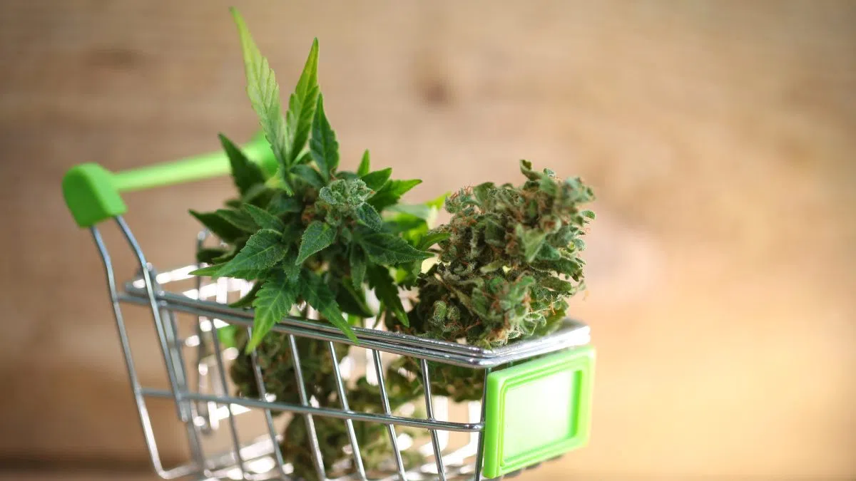 Even though Michigan retailers sold more marijuana than ever in 2025, they made less money