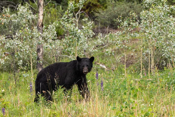 Bear hunters register 27% fewer bears in Wisconsin, lowest since 2008