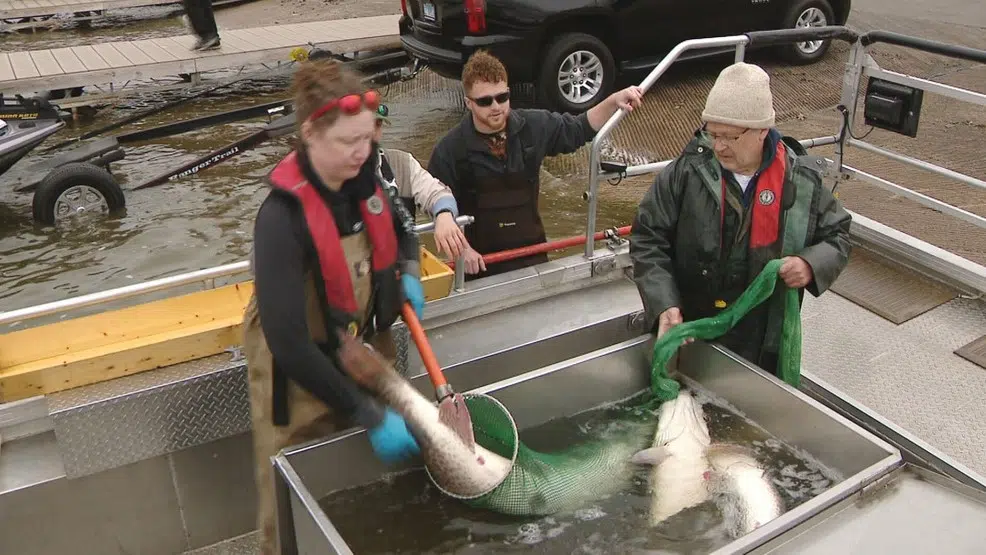 DNR Survey: World Record Muskie Could Be Swimming in Green Bay