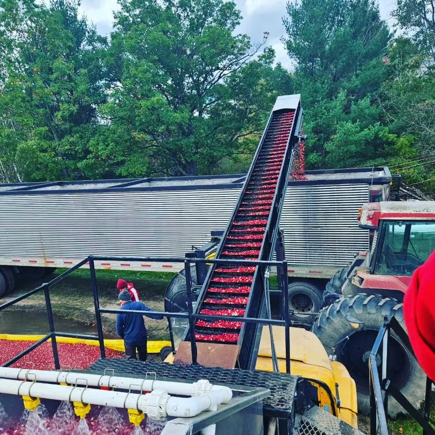 How Wisconsin cranberry farmers prepare for the winter WSAU News/Talk