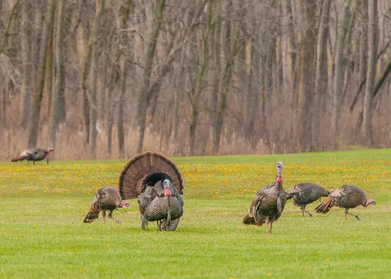 The youth turkey hunt allows young hunters to participate in the turkey hunting season accompanied by a qualified adult. / Photo Credit: iStock/Lightwriter1949