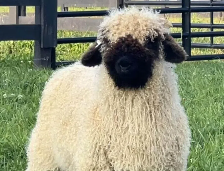 Farm Wisconsin Brings Nostalgia to the Holidays