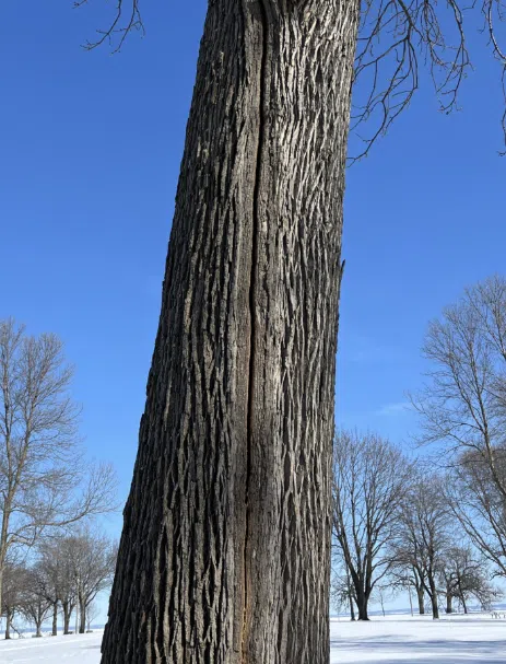 Wisconsin DNR explains ‘exploding trees’