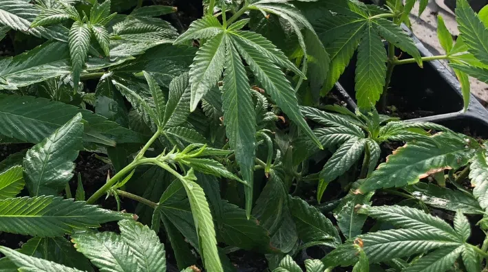 Wisconsin Democrats introduce bill to legalize marijuana