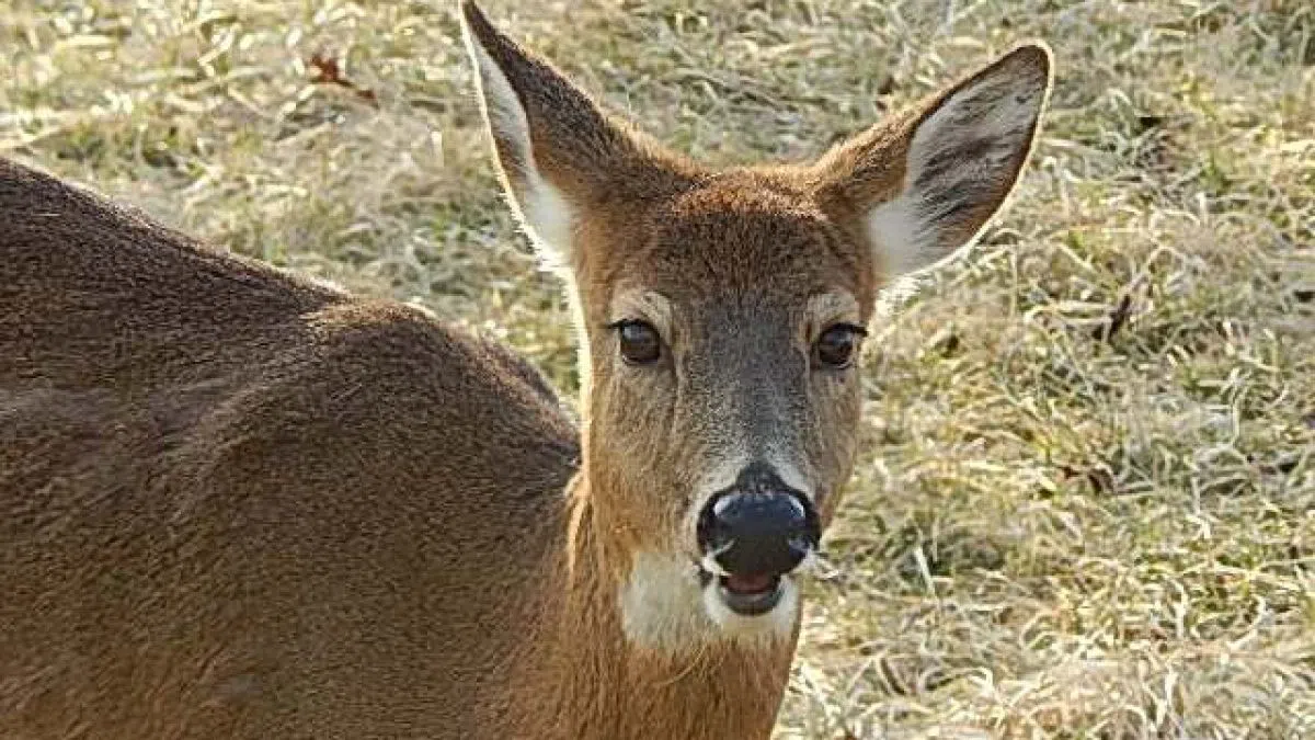 IDNR Reminds Hunters to be Mindful of Technology Use in the Field