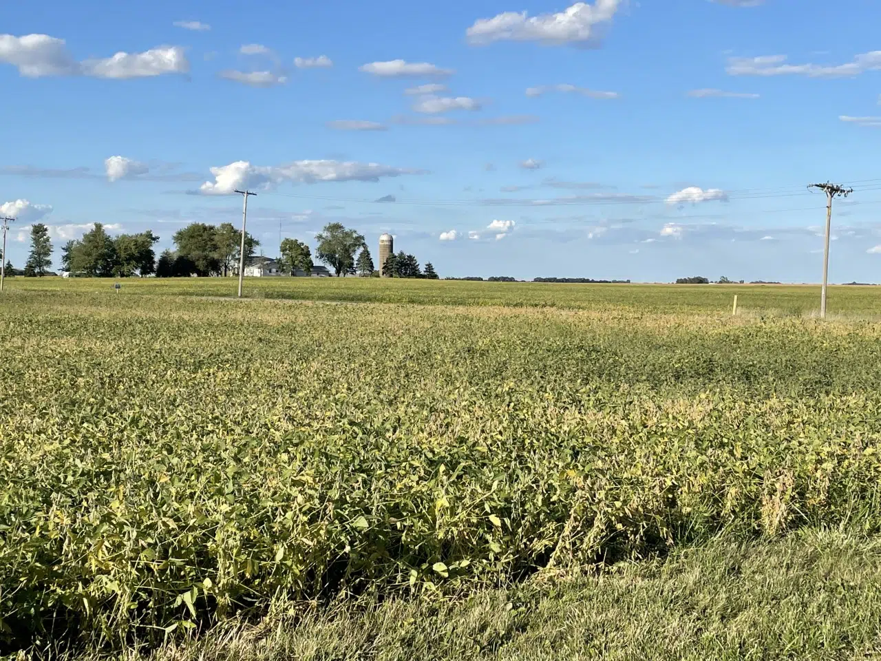 One Day Crops Conference Scheduled in Covington