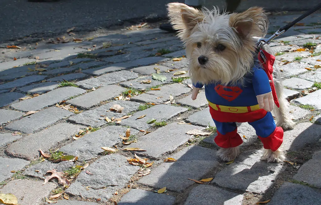 What’s the top pet Halloween costume this year?