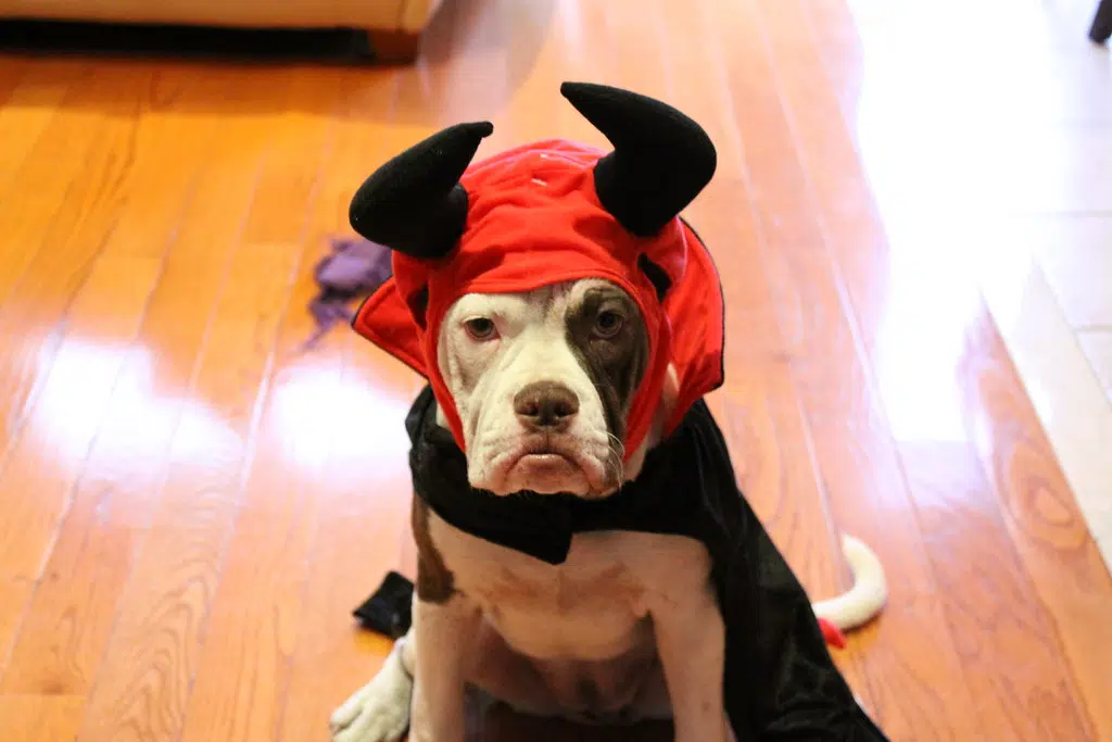 VIRAL VIDEO! Trick-Or-Treating Dogs Wearing Movie Character Costumes