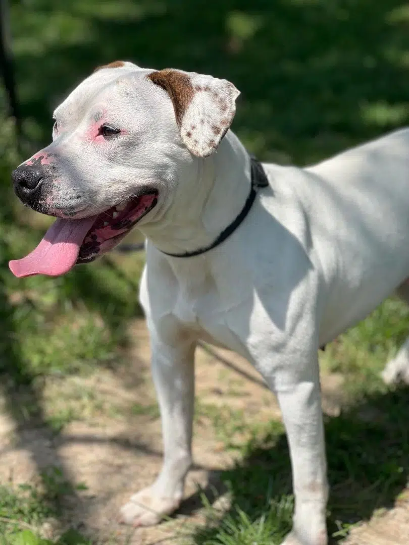 Wet Nose Wednesday:  Astrice