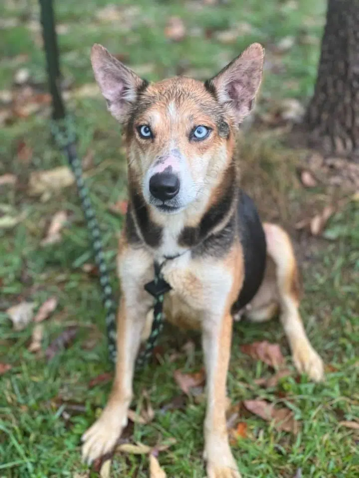 Wet Nose Wednesday:  Betty