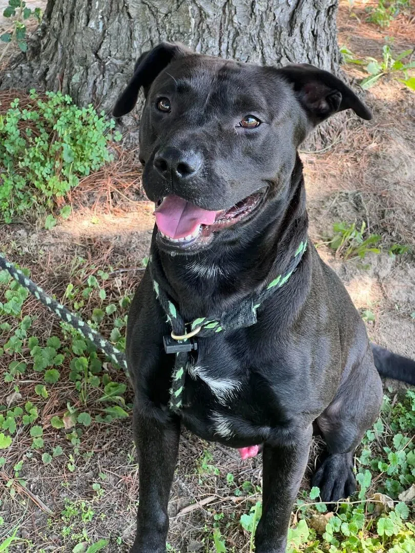 Wet Nose Wednesday: Suma