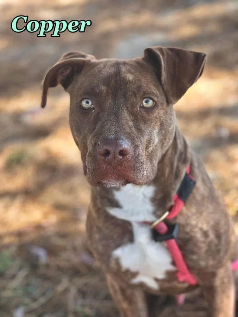 Wet Nose Wednesday:  Copper