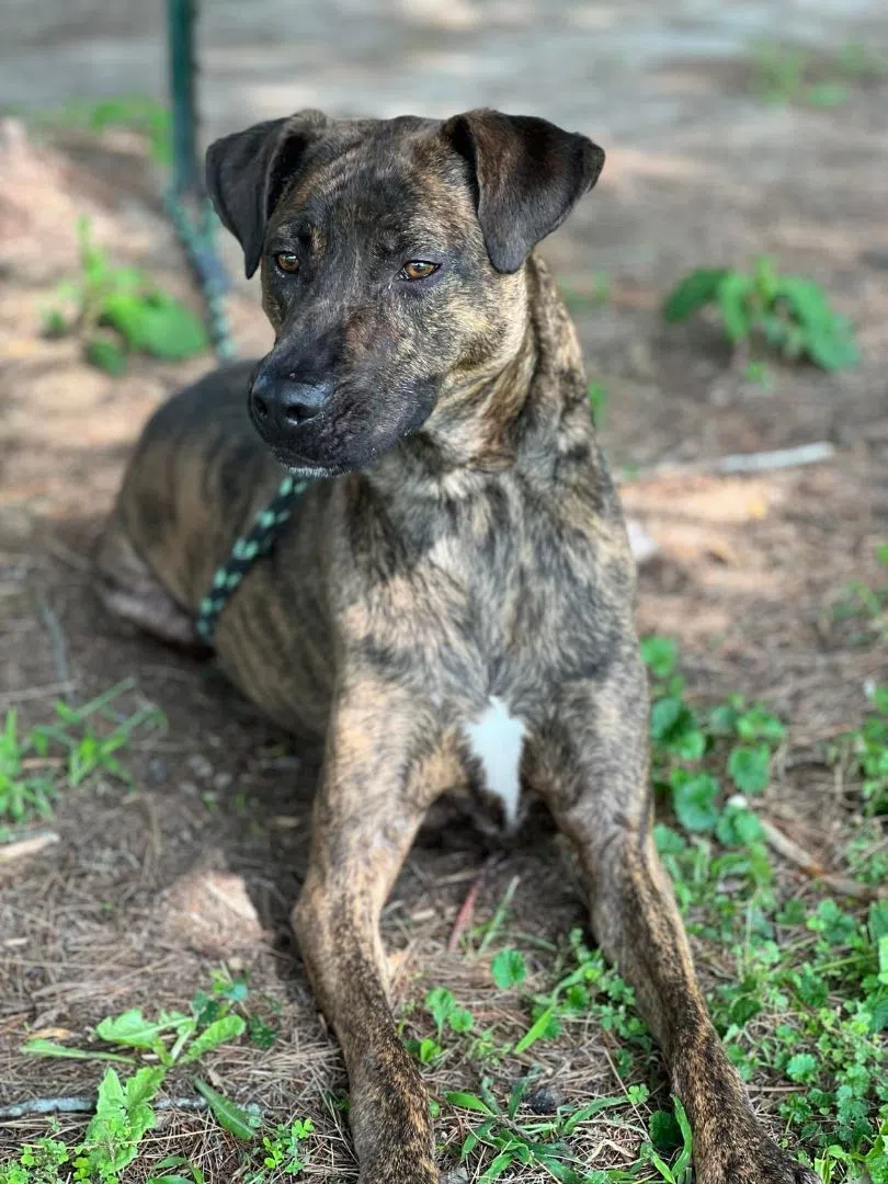 Wet Nose Wednesday:  Saffron