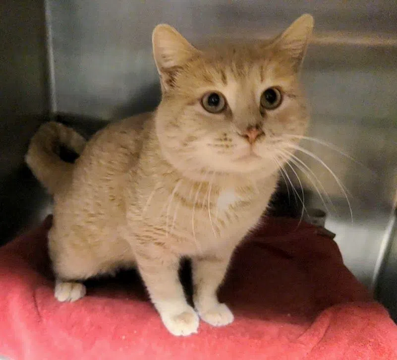 Wet Nose Wednesday: Biscuit