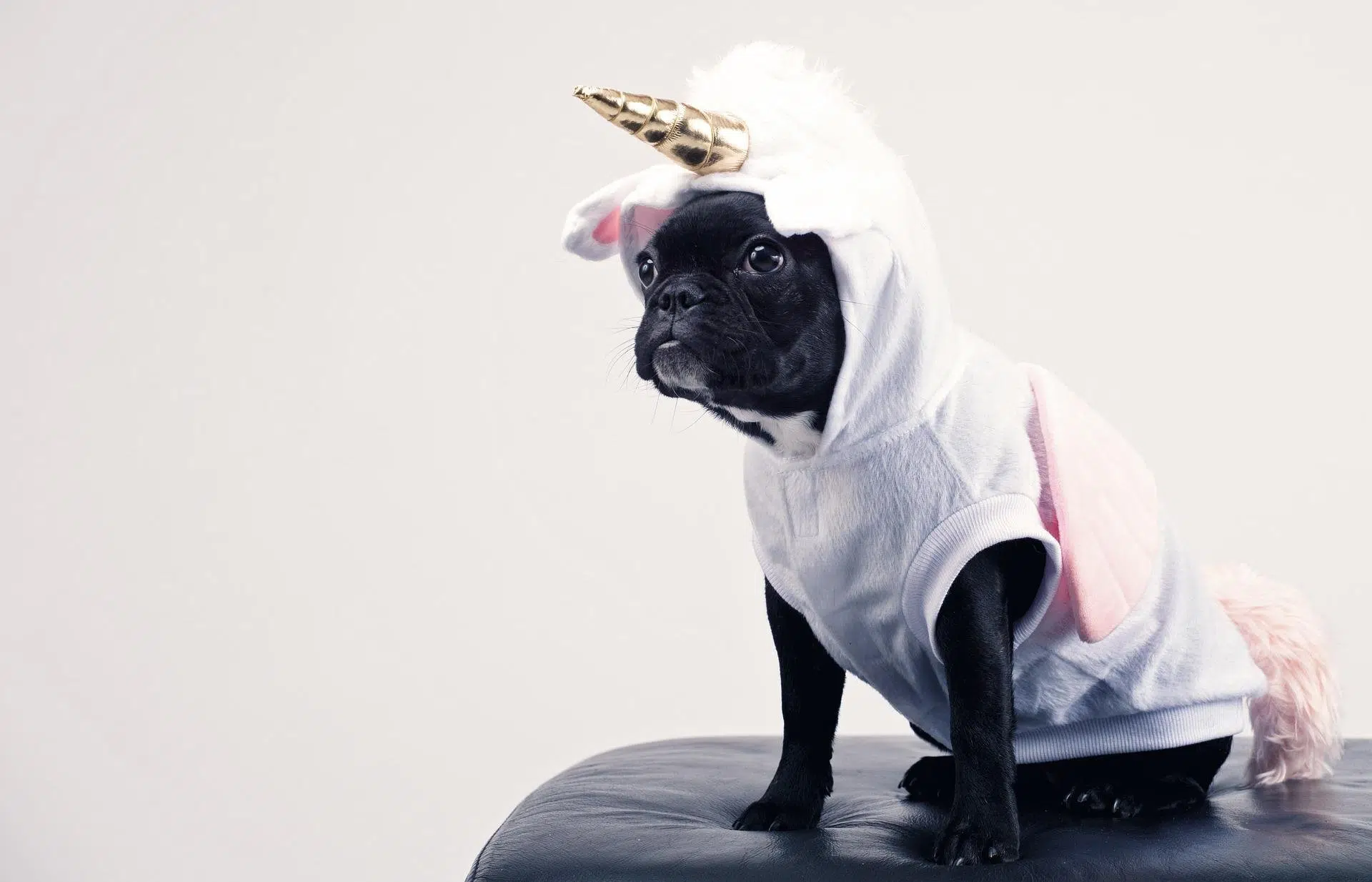 Dog Costumes For Kids & Adults 