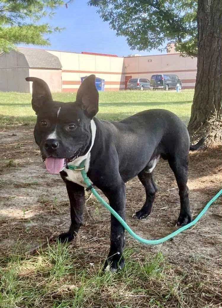 Wet Nose Wednesday : Clifford