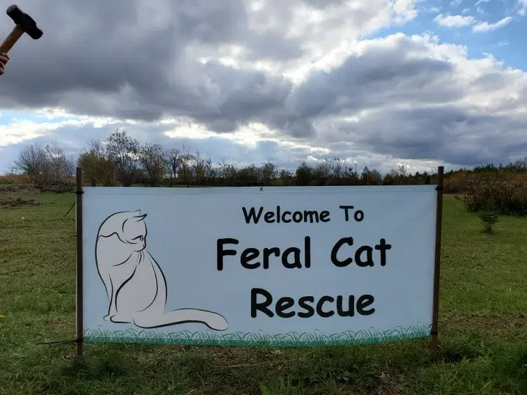 Feral Cat Rescue Has Permanent Home