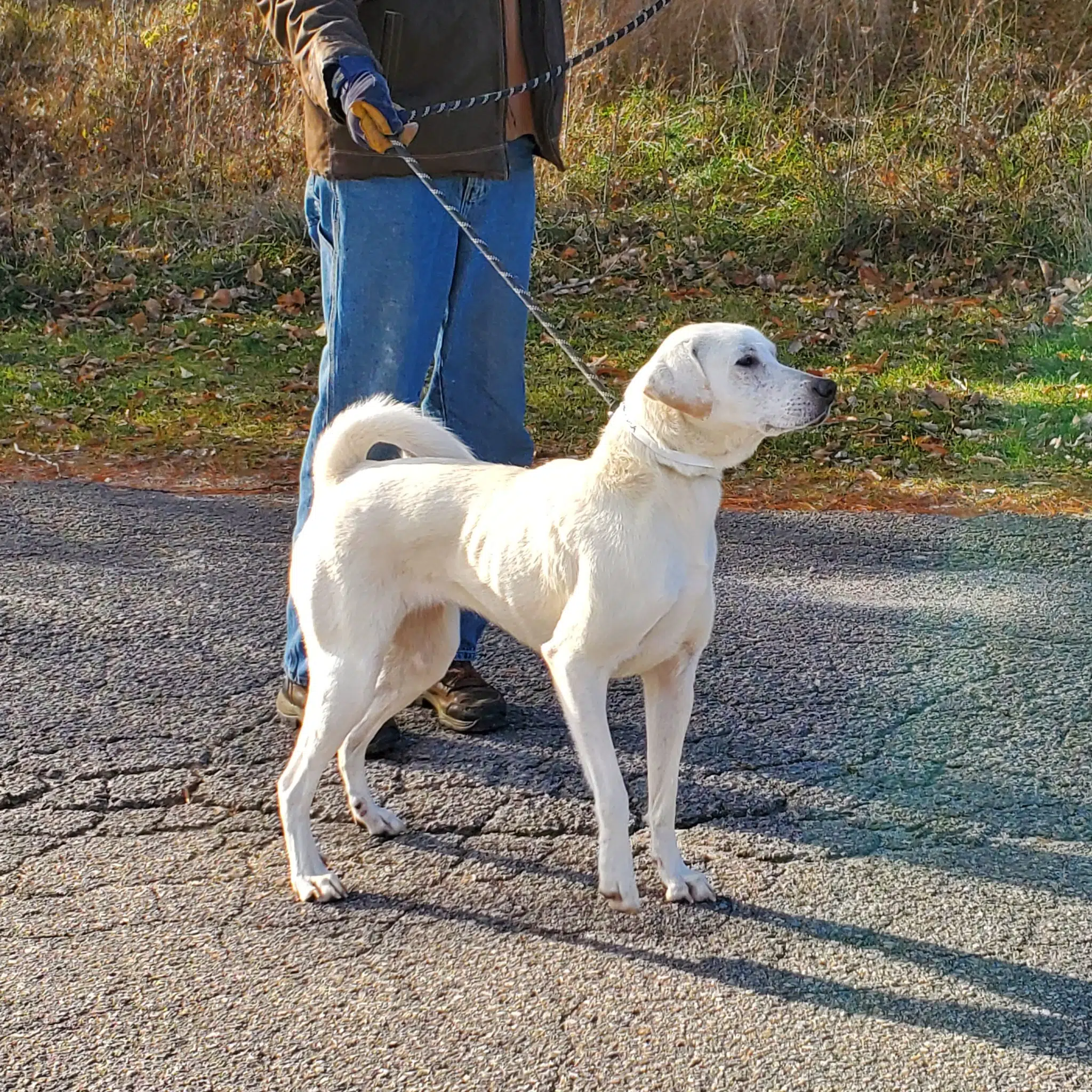 Orangeville OSPCA Welcomes U.S. Dogs