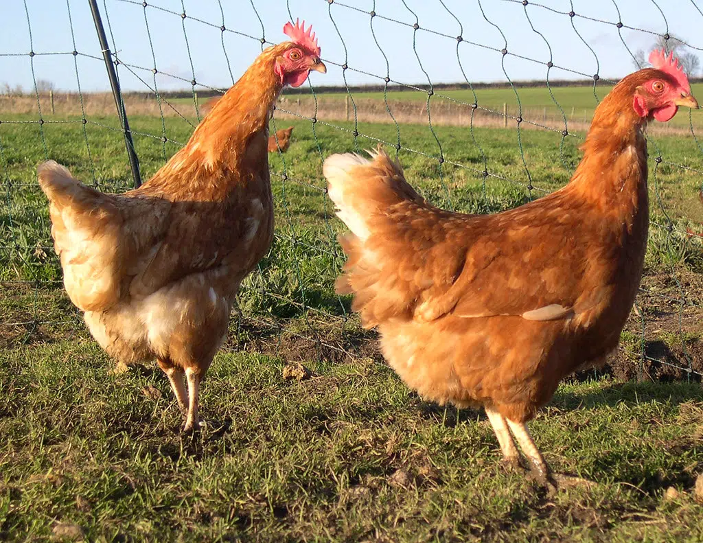 Mono to Consider Backyard Chickens