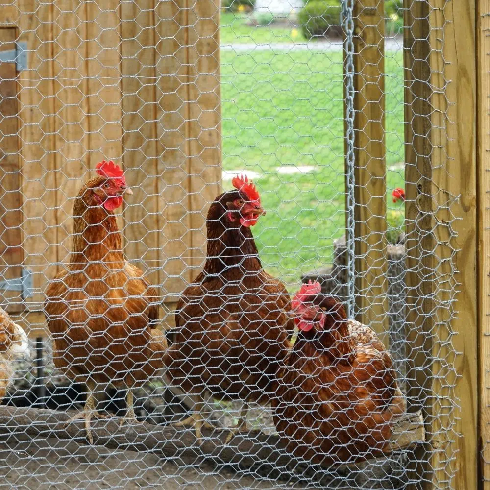 What To Know Before Raising Backyard Chickens