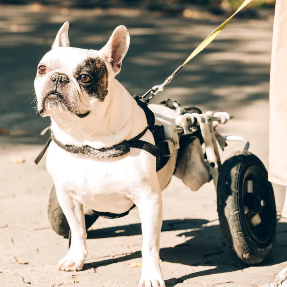 What to Do Before Adopting a Dog with Mobility Issues