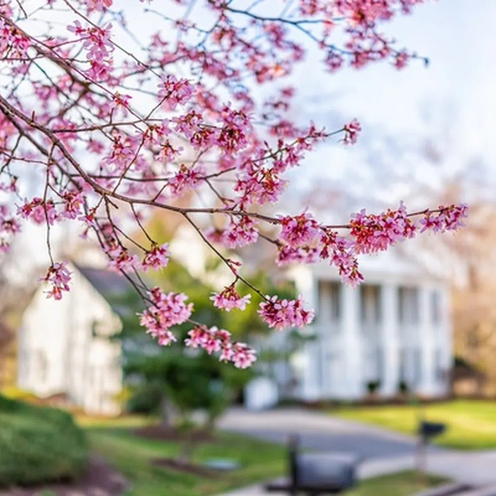 How To Prepare Your Home's Yard for Spring