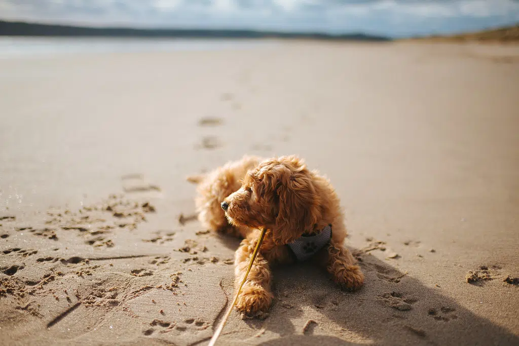 Dog Beaches To Return Next Year In Saugeen Shores