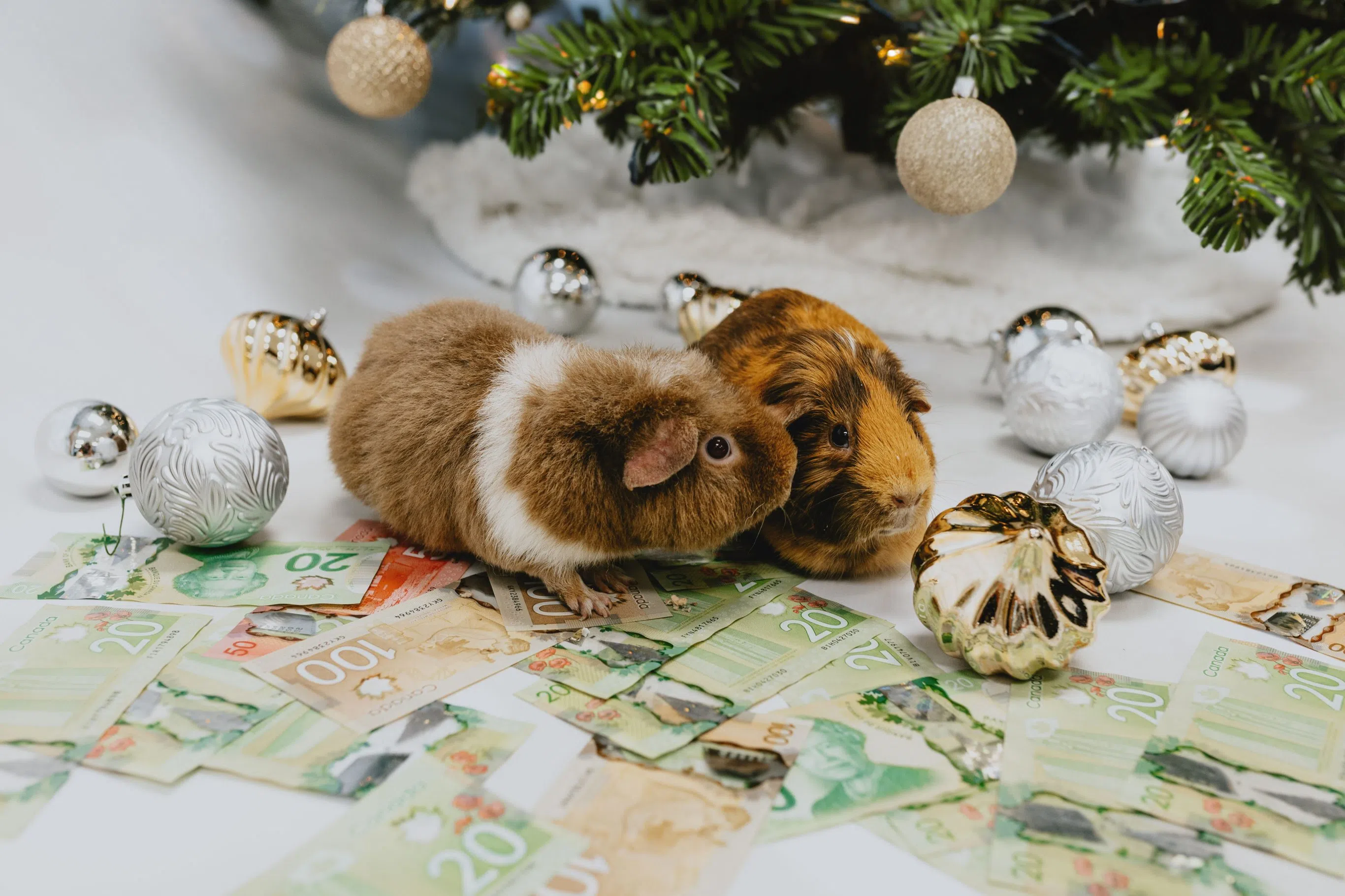 Change a life this holiday season with the Ontario SPCA's Draws for Paws 50/50 Lottery