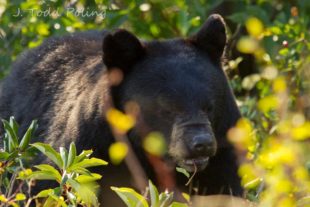 Be Bear Wise to Prevent Bear Encounters