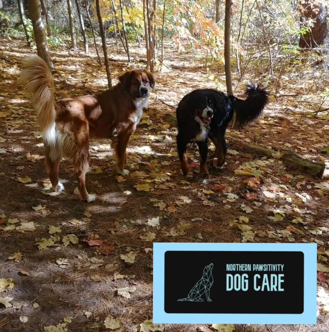 Staff Report Requested On Severn Dog Sitting Issue