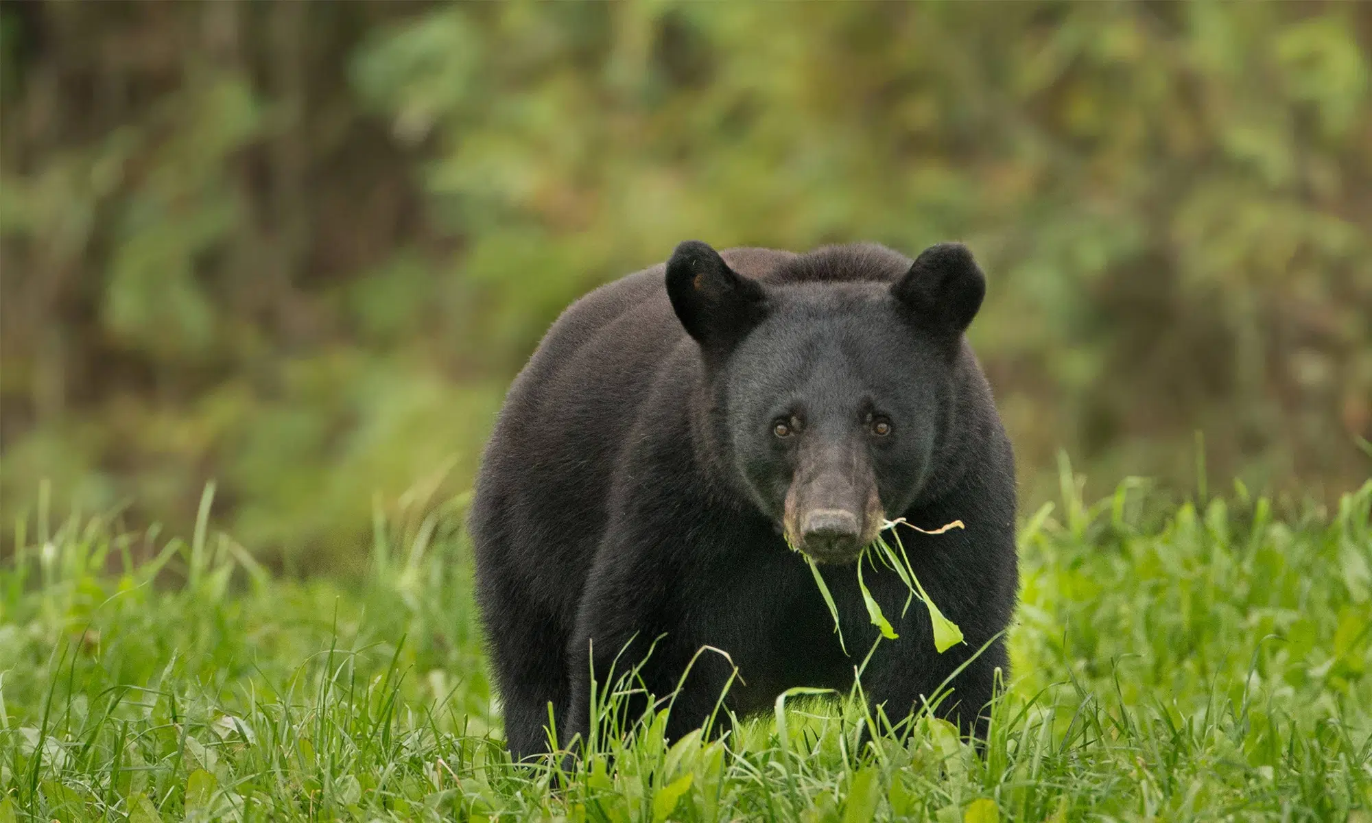 Owen Sound Police Advise Of Bear Sighting
