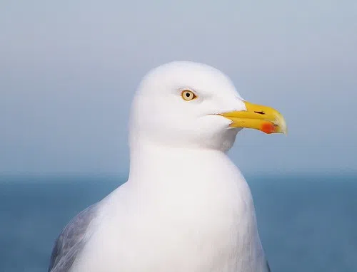 Complaints Of Ice Cream Stealing Seagulls In Southampton