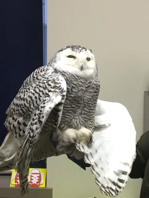 Injured Snowy Owl Euthanized After Rescue