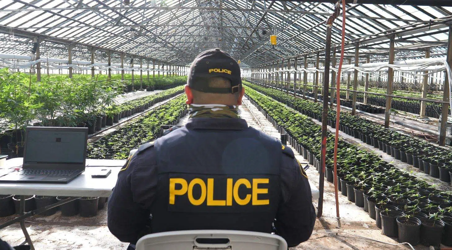 OPP Busy Busting Illegal Cannabis Operations Across Ontario