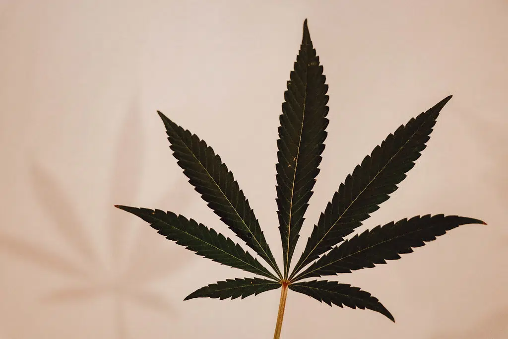 Goderich's First Cannabis Shop To Open April 24th