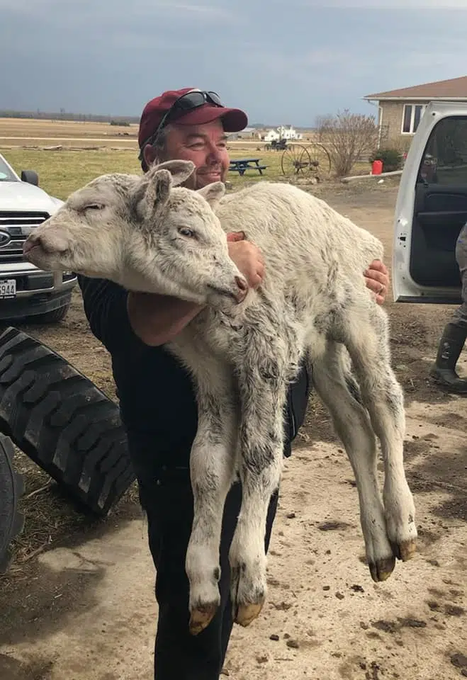 Farmer Says Two Headed Calf Born On Lion's Head Farm