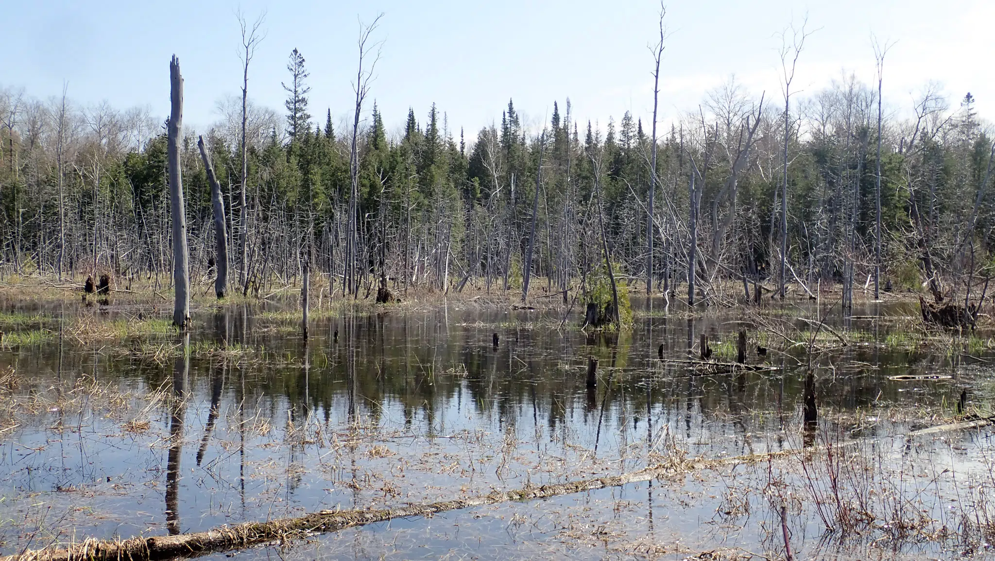 Nature Conservancy To Purchase Nearly 400 Acres Of Land On Bruce Peninsula