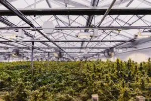 Canopy Growth To Acquire Supreme Cannabis For $435 Million