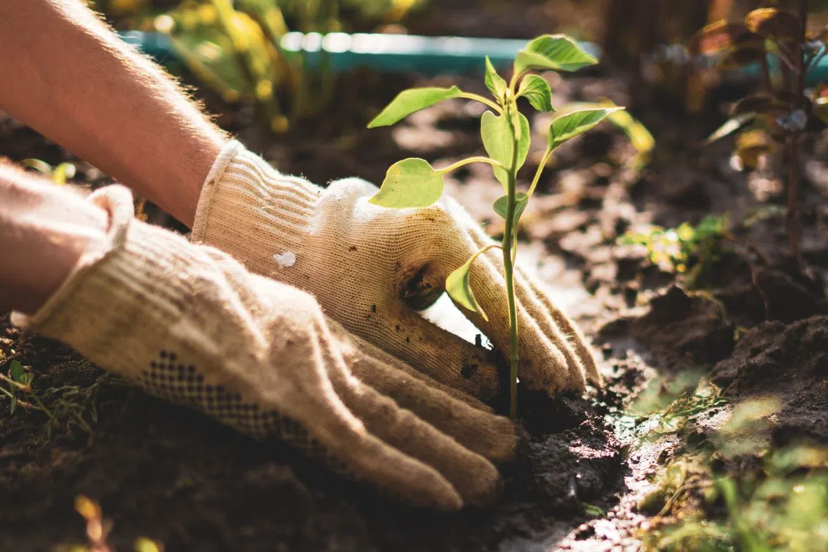 Owen Sound Seeks Input On Community Garden Policy Update