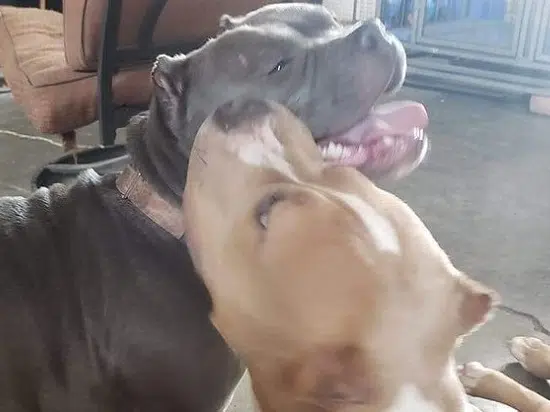 Varney Grandmother Struggles To Secure Release Of Family Dogs Held Under Pit Bull Ban