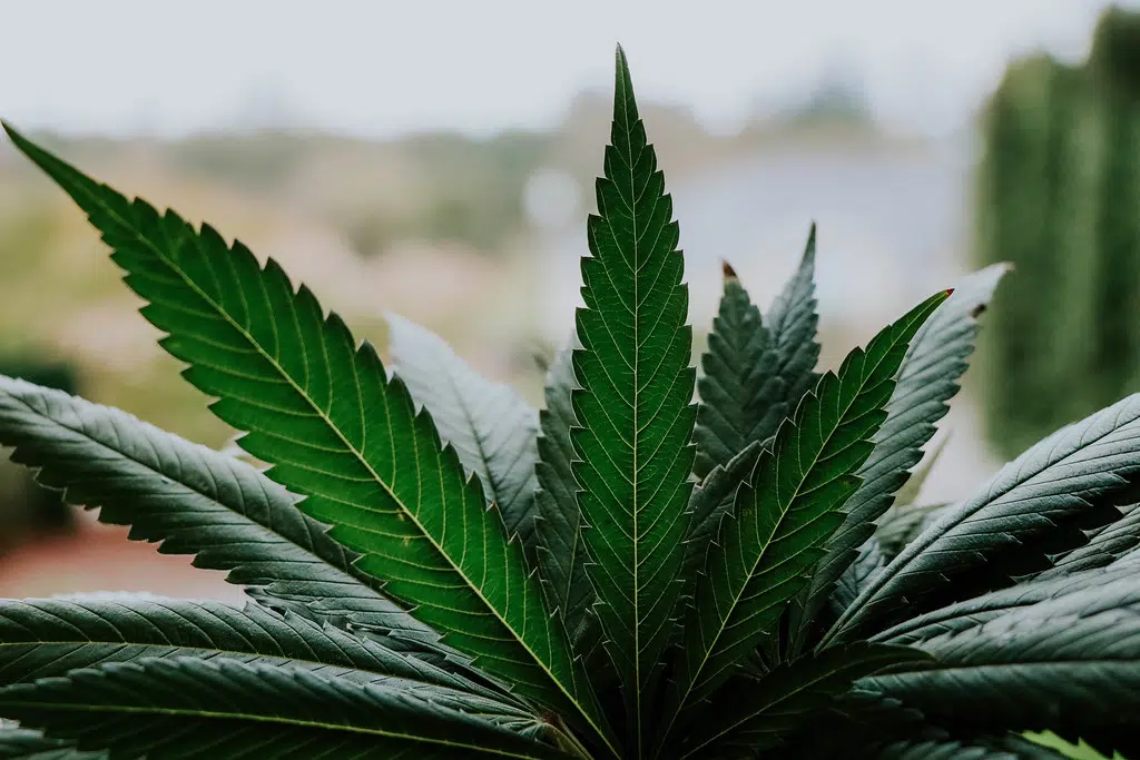 Goderich Cannabis Operation To Expand In 2021