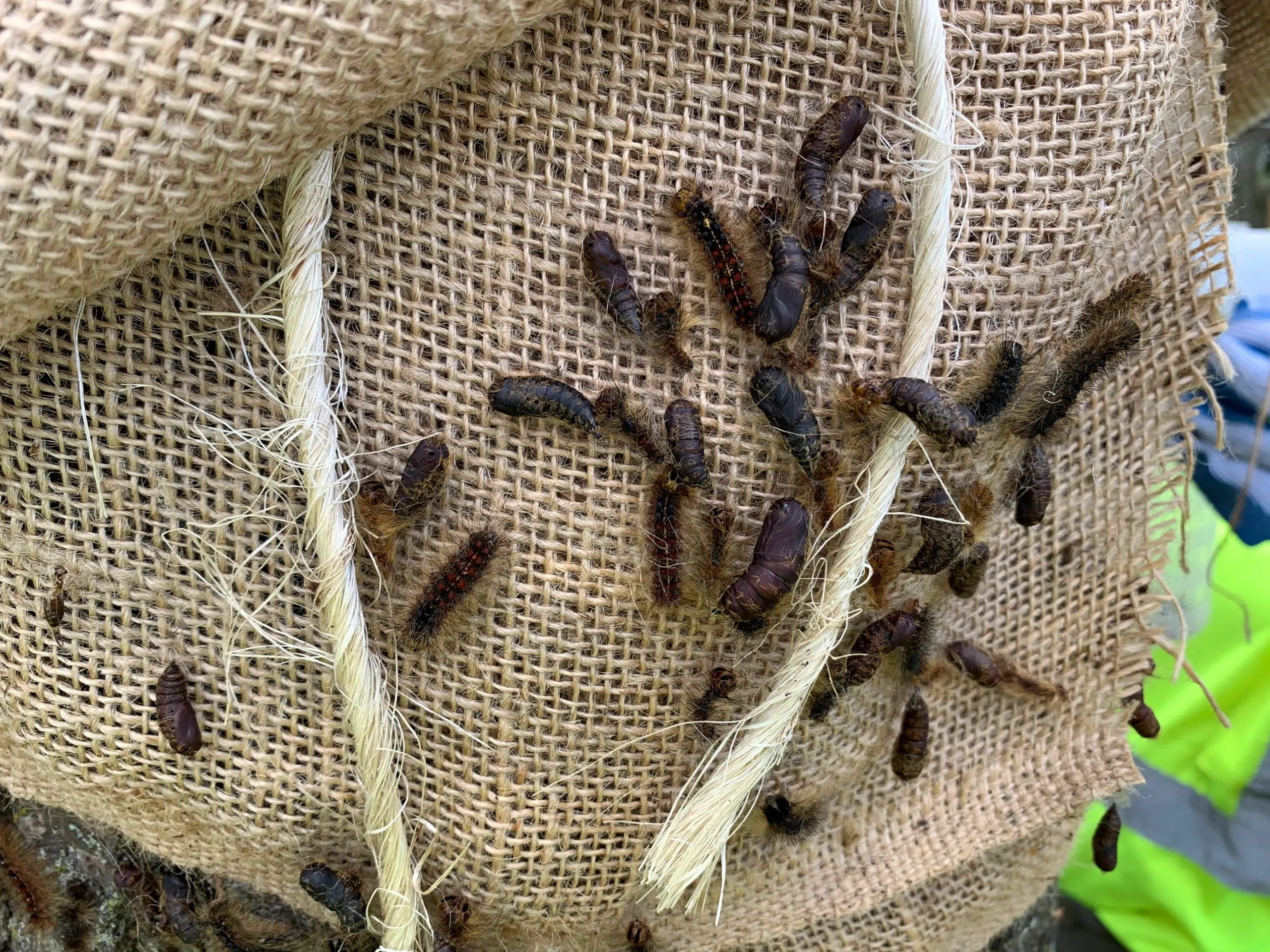 Gypsy Moth Caterpillars Entering Cocoon Phase
