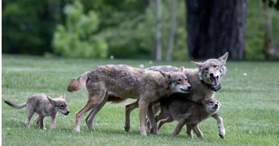 Scarborough Coyote Moved To Aspen Valley Wildlife Sanctuary