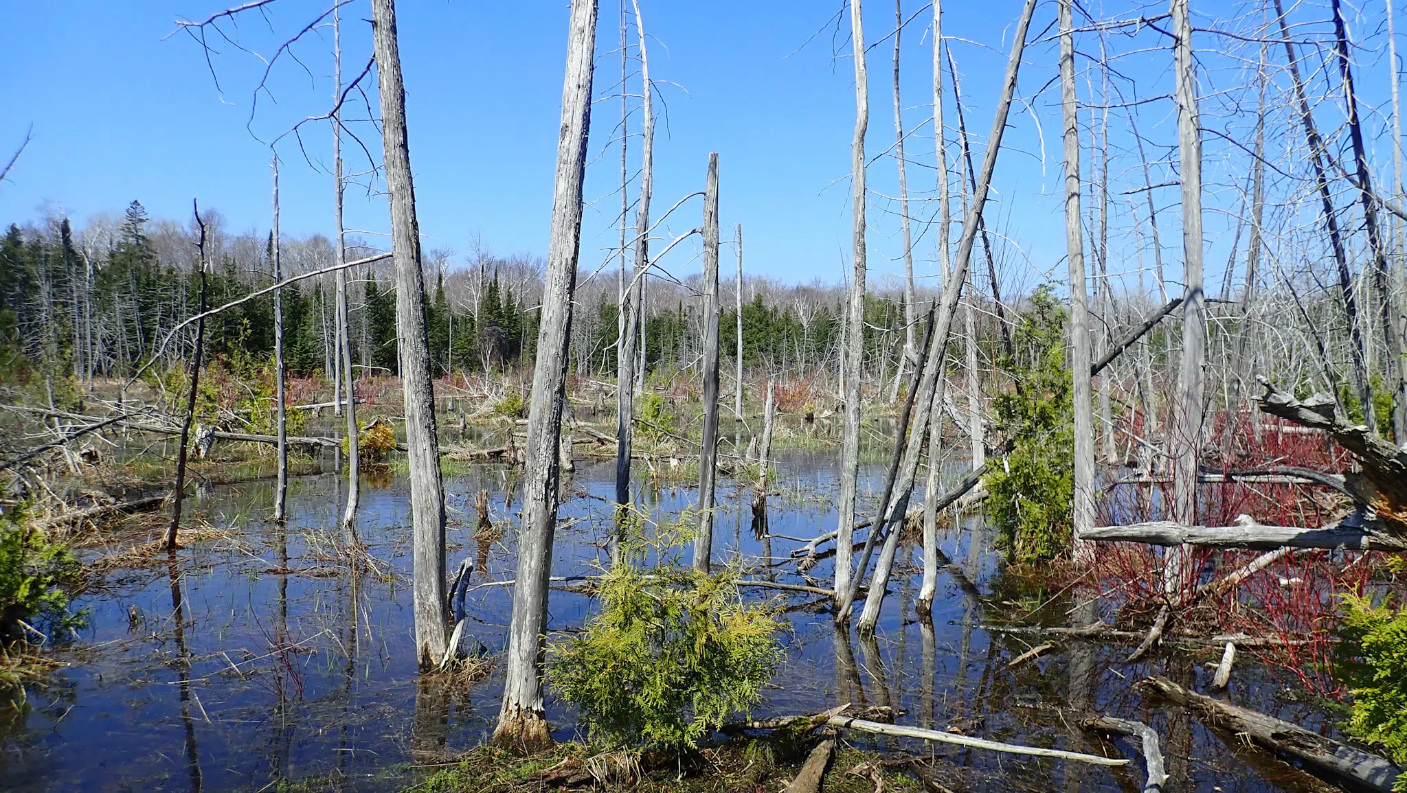 NCC Purchases Britain Lake Conservation Area North Of Lion's Head