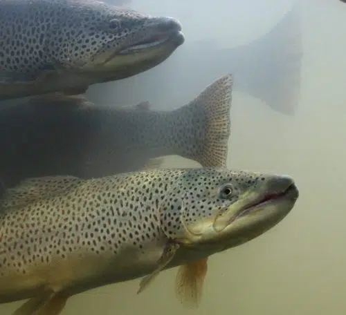 Municipality Apologizes For Loss Of 10,000 Fish at Kincardine Hatchery