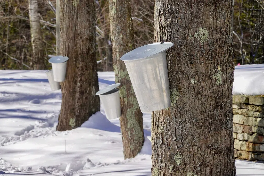Ontario Supports Maple Syrup Producers in Parry Sound District
