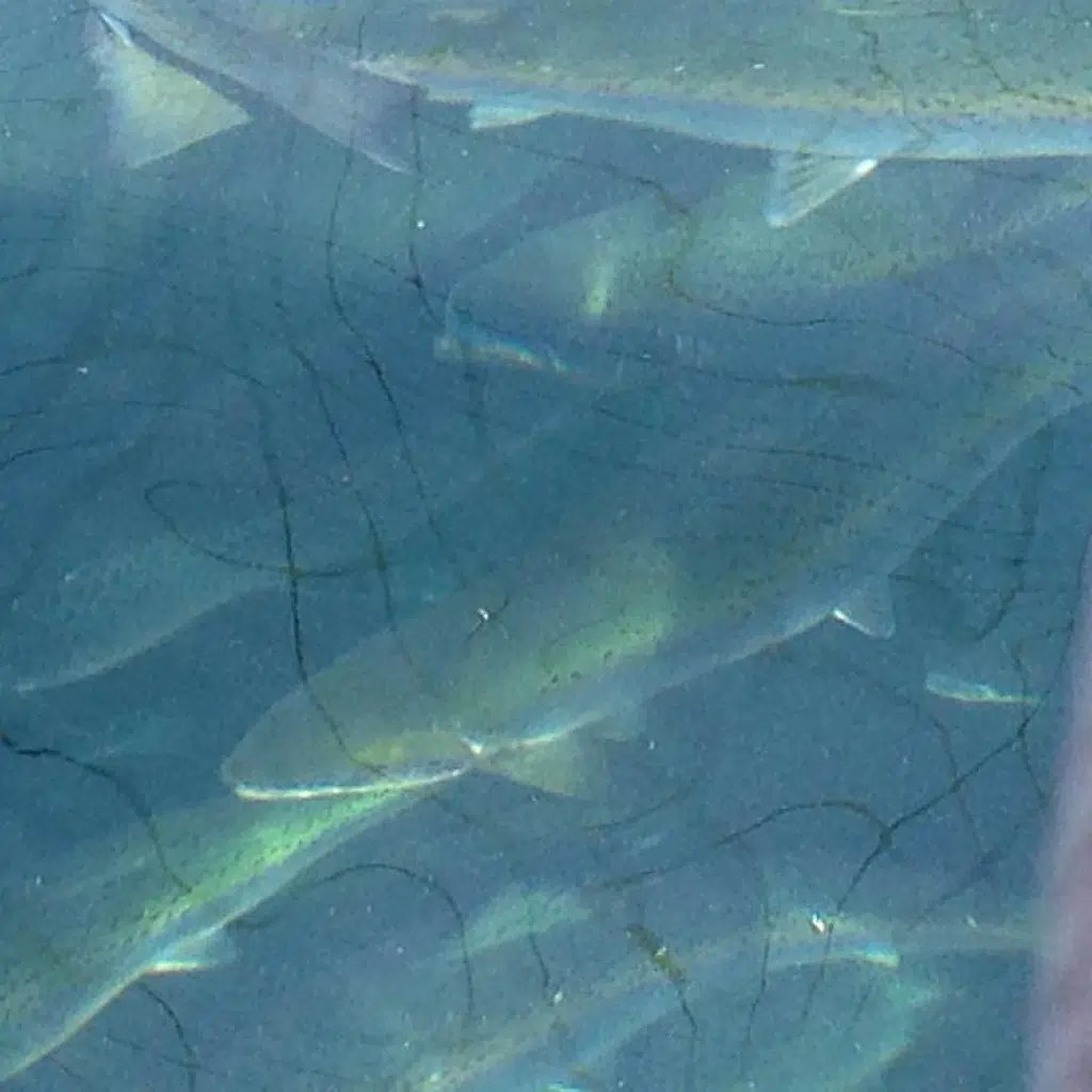 Information Sessions Scheduled For Proposed Salmon Farm In South Bruce Peninsula