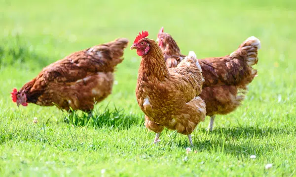 Case of Bird Flu Confirmed At Southern Ontario Poultry Farm