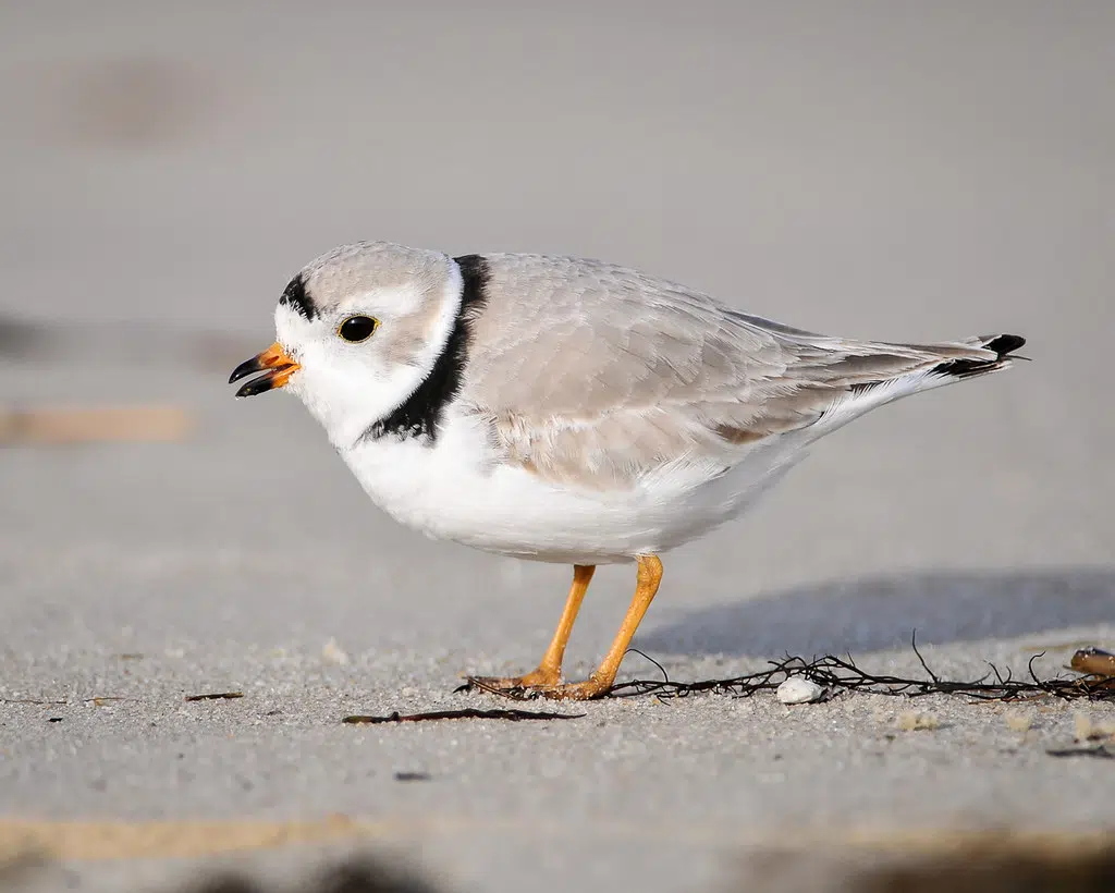 South Bruce Peninsula Council Decides To End Piping Plover Habitat Fight
