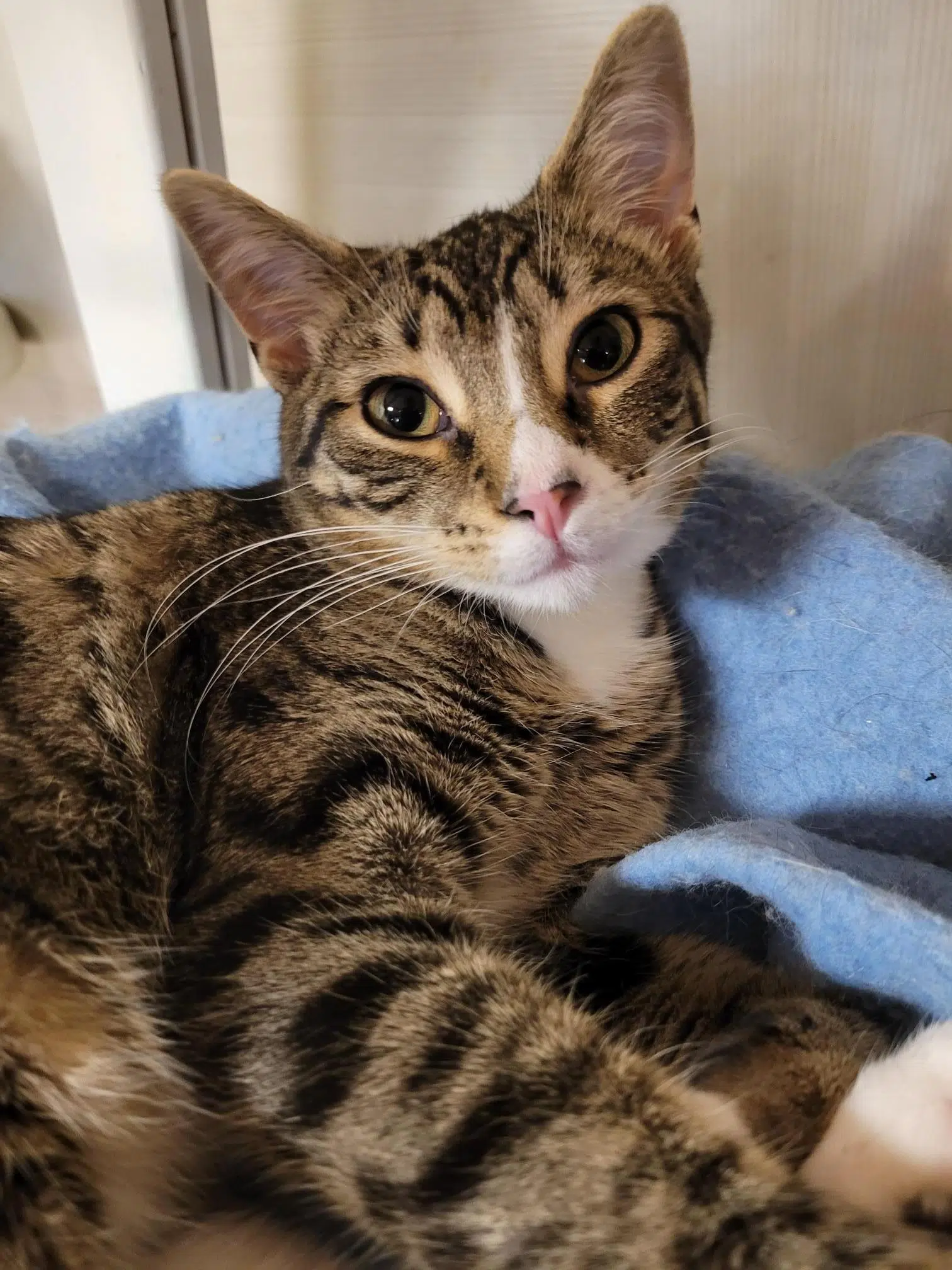 OSPCA and Humane Society welcomes 32 Northern cats in need of loving homes